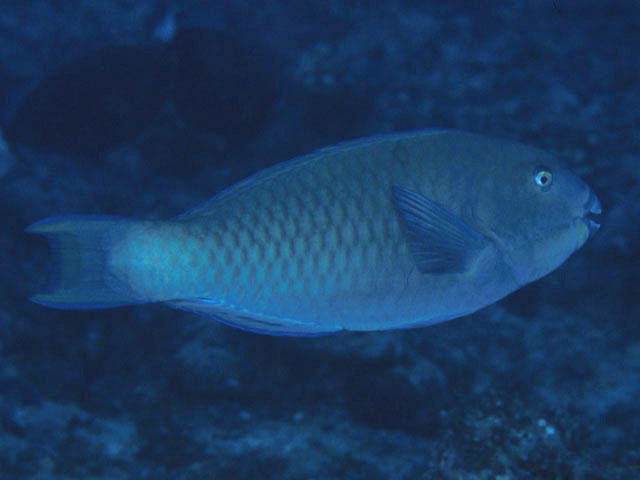 Chlorurus frontalis